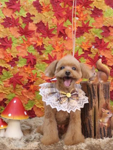 20241101チップくん